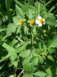 Image result for Bidens sp.no.1
