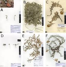 Image result for Pseudognaphalium oligandrum