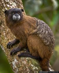 Black Mantled Tamarin Huaca Huaca Mocoa Putumayo Colombia Saguinus Nigricollis Huaca Huaca Hostel Mocoa Putumayo Colombia 2 Putumayo Mantle Instagram