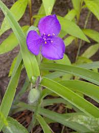 Image result for Commelinaceae