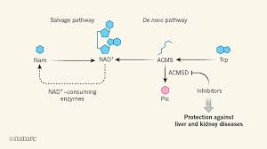 It is promoted as a preventive agent for cardiovascular diseases, parkinson's disease. Increased Synthesis Of A Coenzyme Linked To Longevity Can Combat Disease