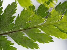 Image result for Pityrogramma aurantiaca