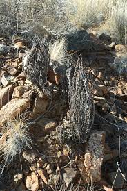 Image result for Myrothamnaceae