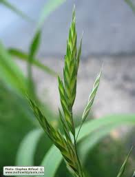 Image result for Bromus catharticus