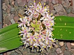 Image result for Daubenya