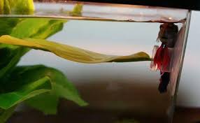 Create A Comfy Bed For Your Betta With A Hammock