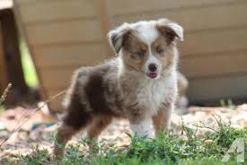 The australian shepherd is an intelligent dog who loves to play & has a thick and slightly wavy coat. Toy Australian Shepherd Puppies For Sale In Minnesota