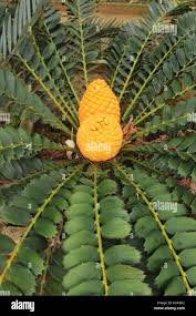 Image result for Encephalartos transvenosus
