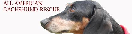 Maybe you would like to learn more about one of these? All American Dachshund Rescue