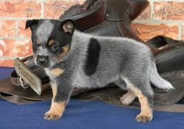 The australian shepherd also weighs significantly more, between 40 and 65 pounds, whereas the cattle dog weighs 35 to 50 pounds. A Blue Australian Cattle Dog Aged 6 Weeks Showing A Dark Body Spot On Download Scientific Diagram