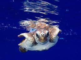 Feed baby turtles two or three time a day. Where Do Newly Hatched Baby Sea Turtles Go Science Smithsonian Magazine