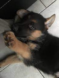 Buy Or Sell Dogspuppiesforsale Com Puppies Puppy Dogs Petpuppy Finder Websites Puppies For Sale Dogs Puppies F Cheap Puppies Cheap Puppies For Sale Buy Puppies