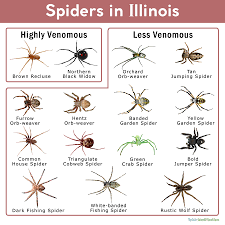 Maybe you would like to learn more about one of these? Spiders In Illinois List With Pictures