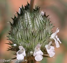 Image result for Acrotome inflata