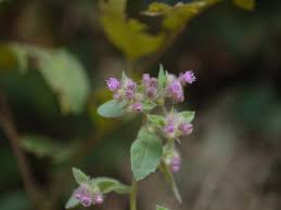 Image result for Blumea axillaris