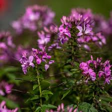 Image result for Cleome macrophylla