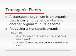 Both types of organisms have an however, there is a slight difference between gmo and transgenic organism. Agriculture Transgenic Plants Production Of Bovine Somatotrophin
