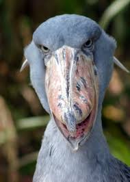 Creepy Bird With Big Eyes Pin On Creatures