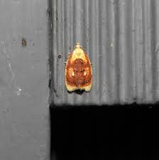 Image result for Aneilema dregeanum