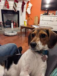 Beagle or jackabee : r/beagles