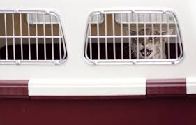 Hawaii's dog and cat import law is designed to protect residents, visitors and pets from the potentially serious health problems associated with the introduction and spread of rabies. A How To On International Animal Transport In Asia Two Can Travel