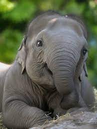 Baby Elephants and Their Playful Nature