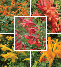 Image result for Tecomaria capensis