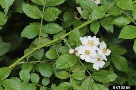 Image result for Polysphaeria multiflora