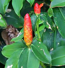 Image result for Costus