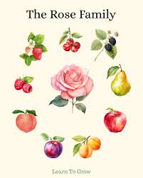 Image result for Rosaceae