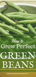 We did not find results for: How To Grow Green Beans In Your Backyard Garden Green Beans Growing Green Beans Growing Tomatoes