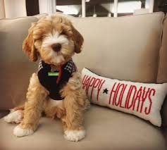 Take a sneak peak at the movies coming out this week (8/12) sustainable celebs we stan: High Country Australian Labradoodles