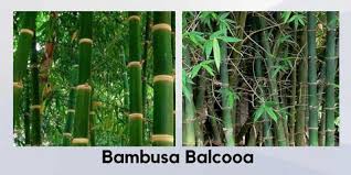 Image result for Bambusa balcooa