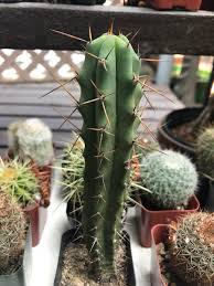I am not sure what kind of cactus is it but anyways , if i get perlites will the yellow part survive? Cactus Store Near Me