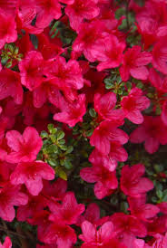 The flower production on these little gems is amazing. 20 Essential Evergreen Shrubs Best Types Of Evergreen Bushes