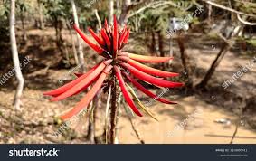 Image result for Erythrina falcata