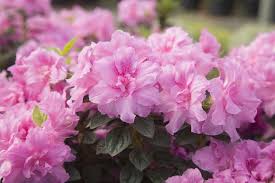 Encoreazalea Posted To Instagram When The Summer Heat Abates Autumn Carnation Is One Of The First Encore Azaleas To Begin Blooming Again This Heavy Bloomer