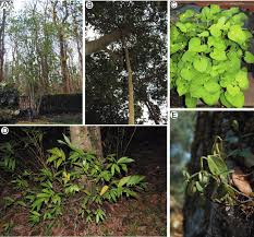 Image result for Piperaceae