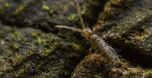 Learn more about springtails, why they're attracted to moist environments and how suburban exterminating of long island can help you get rid of them. Blog How Concerned Should I Be About Springtails