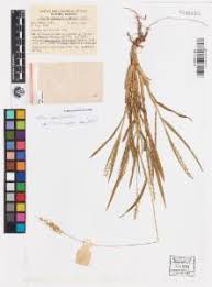 Image result for Setaria poiretiana