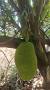 Video for Natural Mangoes Chennai