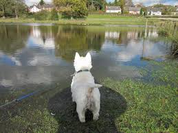 Owning a wire terrier is more a meeting of minds, a friendship. Westie Rescue Adoption And Foster Care Westie Life
