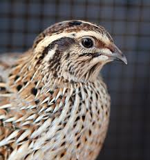 A boy smashed a tv as he tried to help a superhero on screen beat a monster. Quail Raising Tips Hobby Farms
