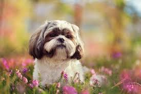 The Cutest Hypoallergenic Dog Breeds You Can Own