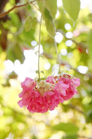 Image result for Dombeya acutangula