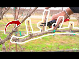 Image result for pruning grapes on a pergola