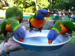 Vedanthangal Bird Sanctuary Tamil Nadu The Nearest Railway Station Is Chengalpattu Junction 21 Kilomete Cool Pets Australian Native Birds Cute Baby Animals