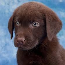 Puppy Tiere Welpen