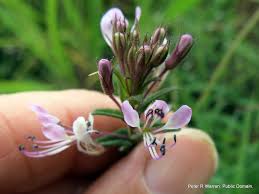 Image result for Cleome monophylla
