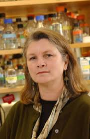 Biological Timekeeper Studies Reveal New Temperature Regulator and Track  Clock Protein across a Day